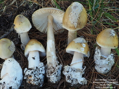 Amanita submembranacea