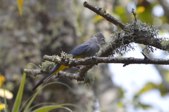 Ptiliogonys cinereus