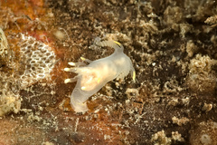 Ancula gibbosa