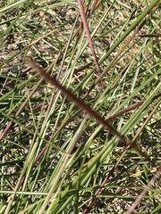 Eragrostis spectabilis