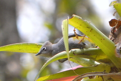 Ptiliogonys cinereus