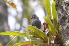 Ptiliogonys cinereus