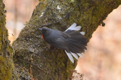 Myioborus miniatus