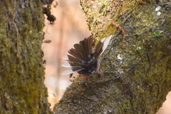 Myioborus miniatus