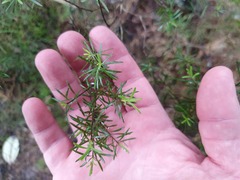 Leucopogon fasciculatus