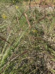 Eragrostis spectabilis