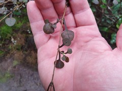 Coprosma spathulata