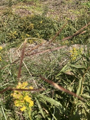 Eragrostis spectabilis