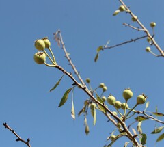 Pyrus syriaca