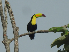 Ramphastos sulfuratus