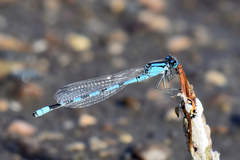 Enallagma carunculatum