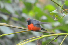 Myioborus miniatus