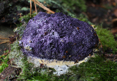 Nectriopsis violacea