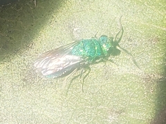Caenochrysis