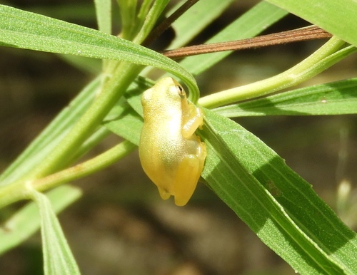 Dwarf Mexican Treefrog, Tlalocohyla smithii