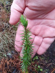 Leptecophylla juniperina