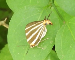 Panthiades bathildis