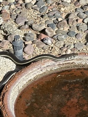 Masticophis lateralis lateralis