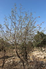 Pyrus syriaca