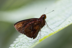Miltomiges cinnamomea