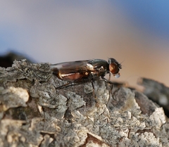 Ulidiidae