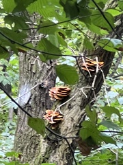 Gloeophyllum sepiarium