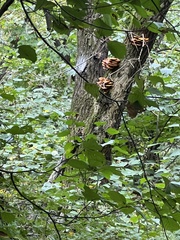 Gloeophyllum sepiarium