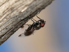 Ulidiidae