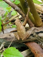 Pseudacris triseriata