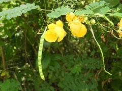 Senna pallida