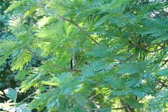 Leucaena pulverulenta