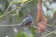 Myioborus miniatus