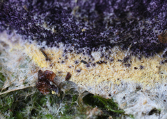 Nectriopsis violacea