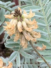 Astragalus pycnostachyus