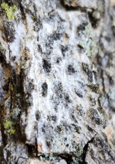 Aleurodiscus oakesii