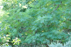 Leucaena pulverulenta