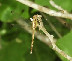 Erythrodiplax basifusca