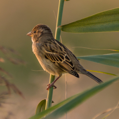 Passer hispaniolensis