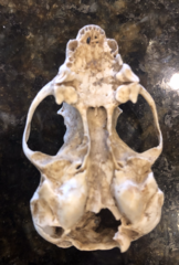 Spilogale gracilis