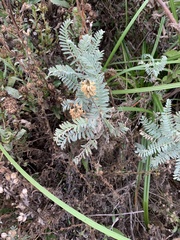 Astragalus pycnostachyus