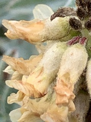 Astragalus pycnostachyus