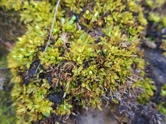 Encalypta streptocarpa