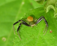 Misumenoides formosipes