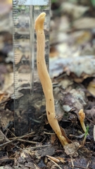 Clavulinopsis appalachiensis