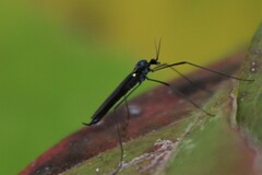 Gnophomyia tristissima