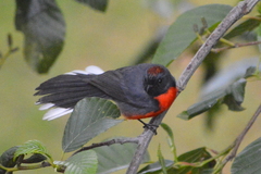 Myioborus miniatus