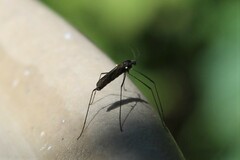 Gnophomyia tristissima