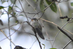 Phaeoptila sordida