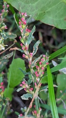 Polygonum aviculare