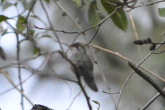 Phaeoptila sordida
